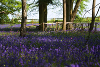 Secret Bluebell Wood opens to the public
