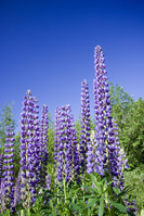 Living with hayfever