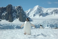 Quark Expeditions offers CarbonNeutral voyages to Antarctica