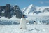 Gentoo Penguins