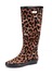 Olivellies Leopard