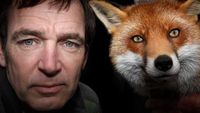 The Urban Fox: Vermin or Victim?