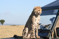 Masai Mara Cheetah