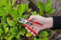 Mini Bypass Pruner