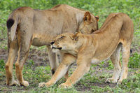 Walk your own way in the African bush