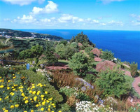 Swim with dolphins and enjoy whale watching in the Azores
