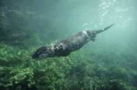 Get off the blocks in the Windermere Relay with a Lakes Aquarium visit