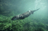 An otter swimming at Lakes Aquarium