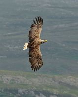 Discover the wild side of Wester Ross