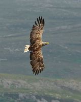 White Tailed Eagle