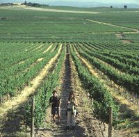 Vineyards