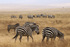 Ngorongoro Lodge Safari