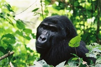 Gorilla