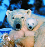 Polar Bears