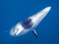 Minke Whale