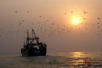 Michelin starred chefs get together to "Save The Sea"