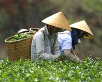 Vietnamese farm workers Vietnamese farm workers