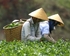 Vietnamese farm workers
