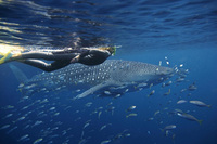 Whales, reefs and wild Western Australia