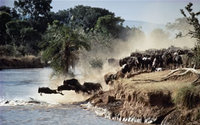 Kenya welcomes the Great Wildebeest Migration