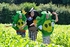 Angry Birds and Pigs in the mazie maze