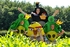 Stuart Beare creator of the Tulleys Farm Angry Birds Maize Maze