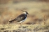 A lapwing pictured at Doxey Marshes. © Pic courtesy of Darin Smith and Staffordshire Wildlife Trust