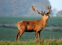 Wildzone Cumbria lays on a naturally riveting Red October