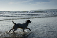 Pet Friendly Cottages Cornwall