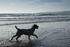 Pet Friendly Cottages Cornwall