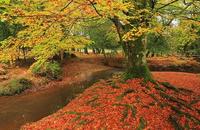 Spectacular colours in the New Forest