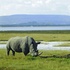 World Rhino Day, Acacia Africa