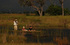 Okavango Delta Channel