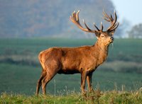 Wildlife’s made easy thanks to Wildzone Cumbria and ‘Red October’