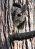 A Common Scops Owl in the Wildzone Cumbria