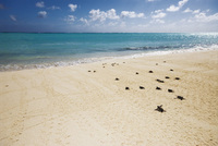 Watch Turtles nest on Australia's Heron Island