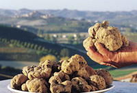 Visit the National Truffle Fair in Tuscany