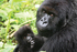 Rwandan mountain gorillas