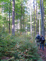 Walking wonderland in the Bavarian Forest