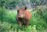 Black Rhino