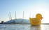 Giant Duck