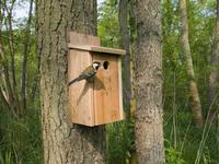 Bird nest boxes for your garden birds