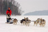 Dog sledding