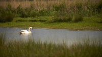 North Cornwall is UK's newest hotspot to see migrating birds