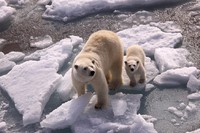 Inspired by ‘The Polar Bear Family & Me’?