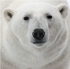 Polar bear face