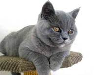 Most expensive breeds of cat
