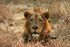 Gorongosa Lion