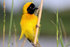 Masked Weaver Bird