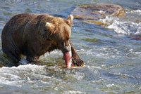 Katmai National Park